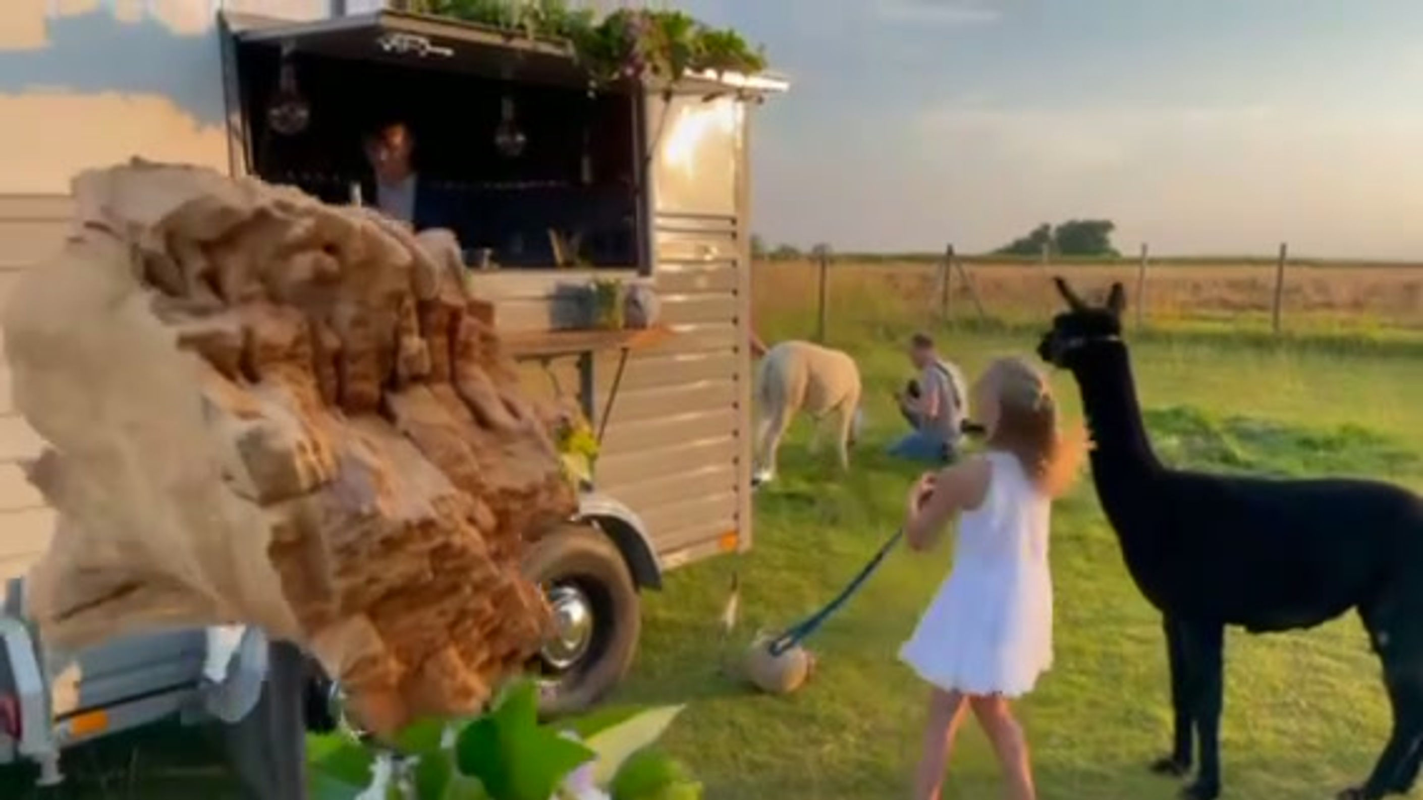 Zebra 24Seven – Alpakas & Herzmomente